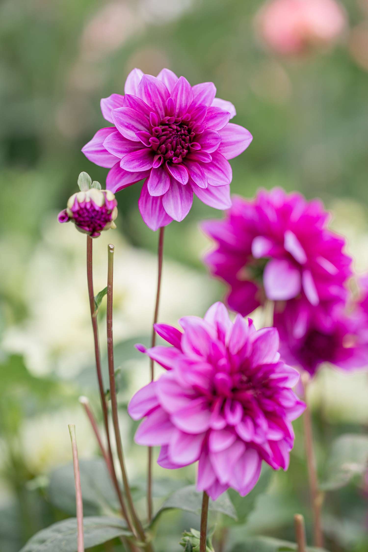 Daalia 'Blue Bell'